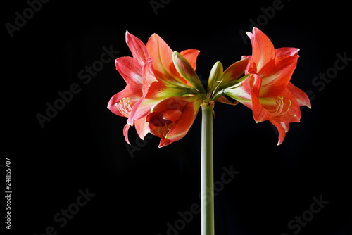 Hippeastrum Amaryllis red flowers 