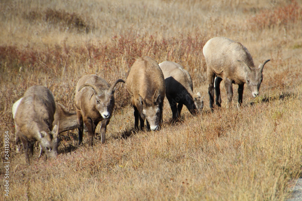 Sheep On The Hill, Nordegg, Alberta