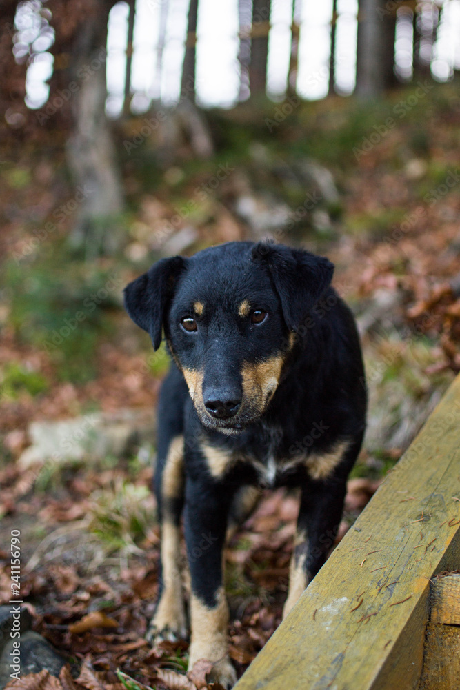 dog on the grass