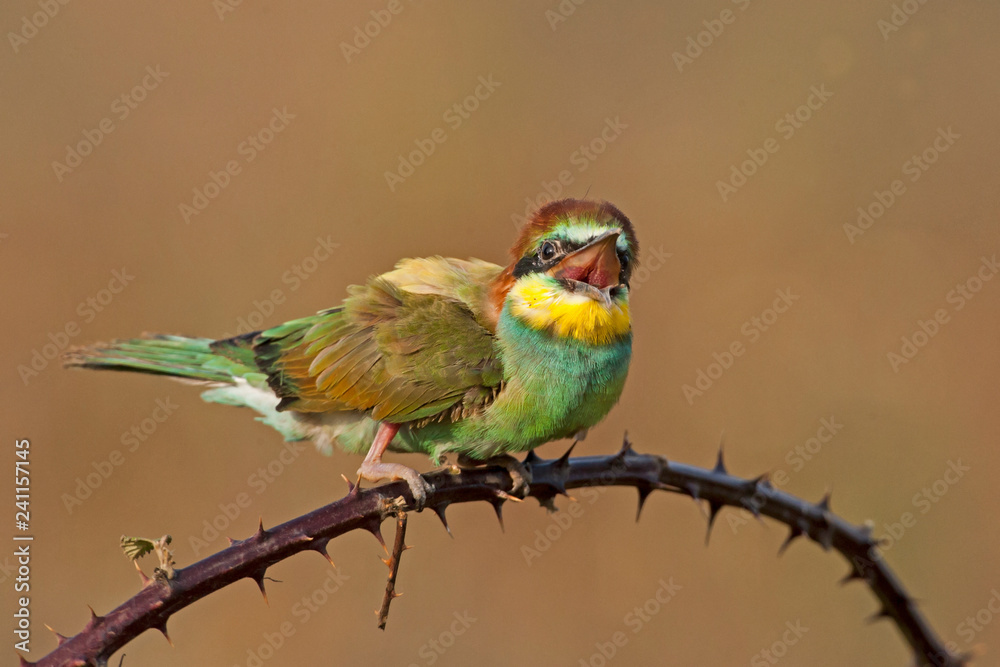 Obraz premium bird birds nature