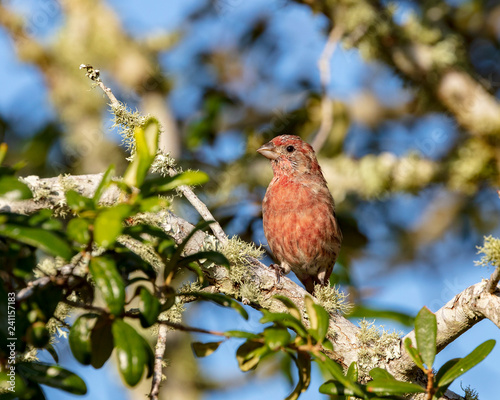 An inquisitive reddish House Finch is captured perched in a live oak tree against a clear blue sky