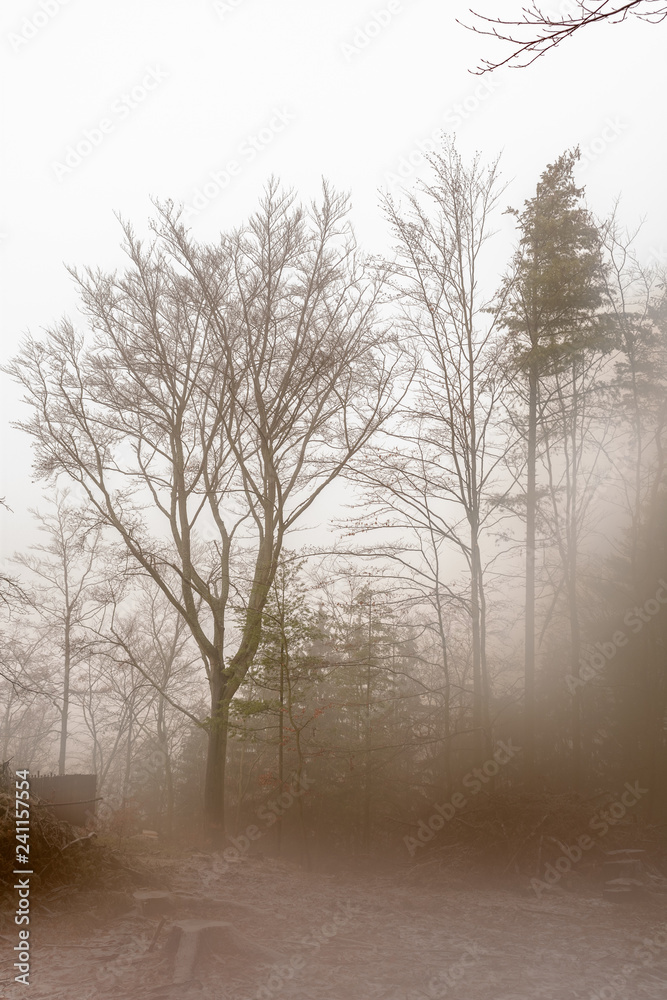 Fototapeta premium fog in the forest