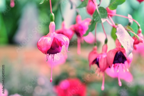 Fuchsia branch with flowers, flowers postcard, place for copyspace photo