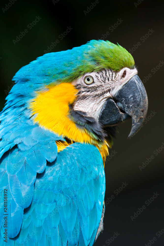 Blue-and-yellow macaw - Ara ararauna Blue-and-yellow macaw - Ara ararauna