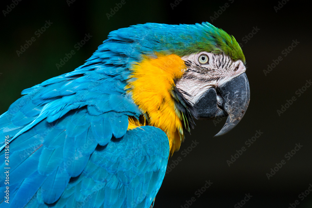 Blue-and-yellow macaw - Ara ararauna Blue-and-yellow macaw - Ara ararauna