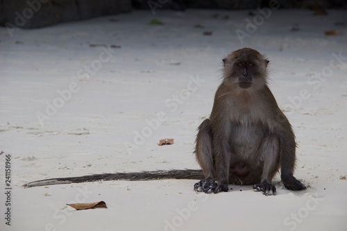 monkey beach Thailand