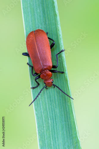 Fire-coloured beetle - Pyrochroa serraticornis photo