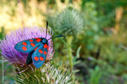 Schmetterlinge Deutschlands - Sechsfleckwidderchen