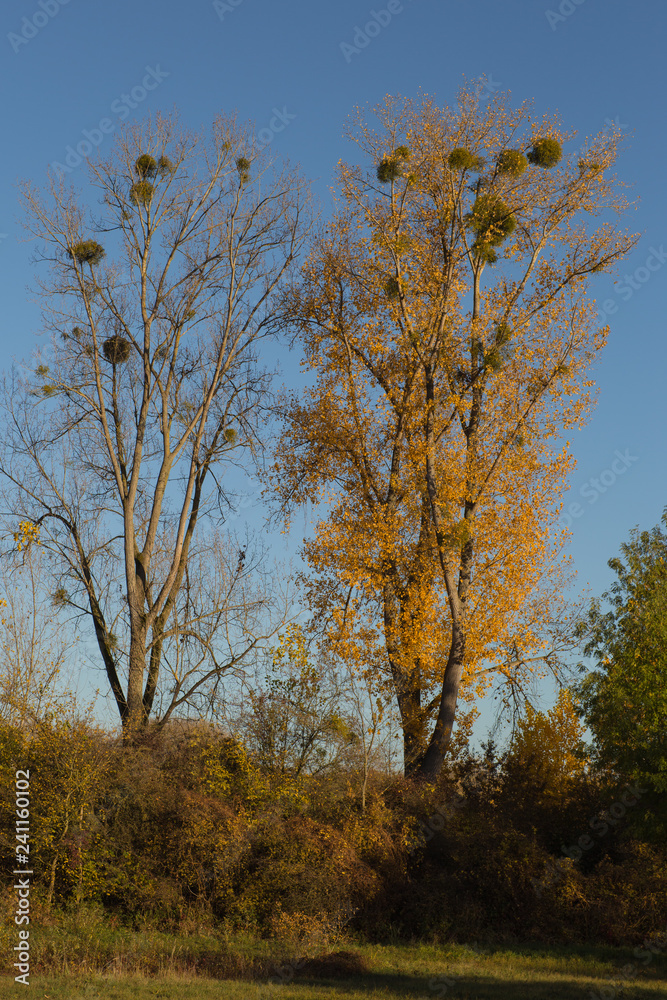 herbstlaub