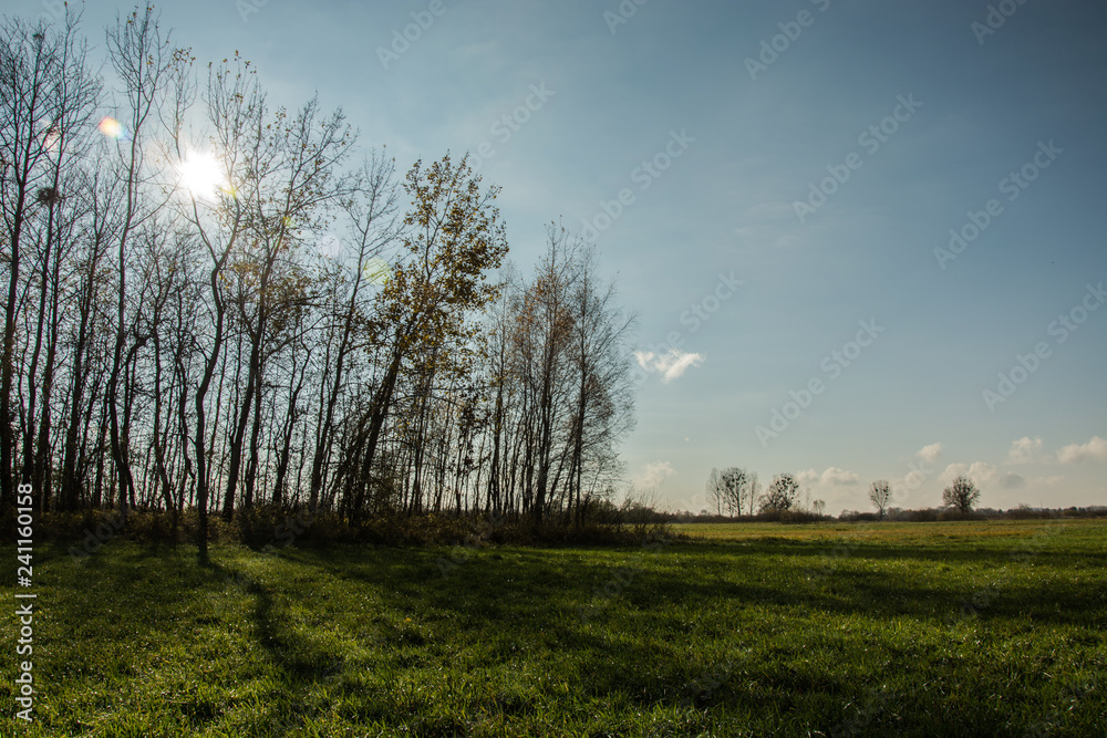 Green meadow, sun behind trees and blue sky Green meadow, sun behind trees and blue sky