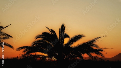 Palm Trees