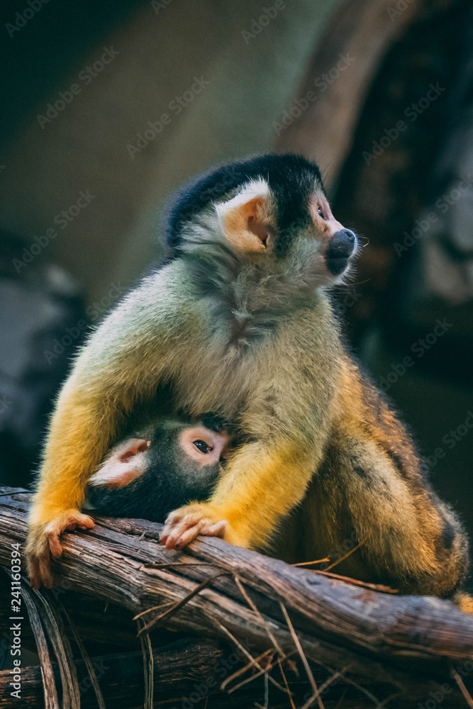 Obraz premium cuddle monkeys 2