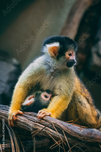 cuddle monkeys 3 © Morrison Bartsch