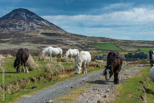 Wild Horses Sugarloaf Mountain Co. Wicklow Ireland