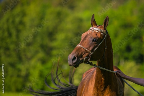 Portrait of young aristocratic chestnut stallion of Akhal Teke horse breed standing on pasture with silver halter on, sunny spring day at a farm, green trees and blue sky in background