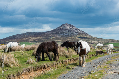 Wild Horses Sugarloaf Mountain Co. Wicklow Ireland