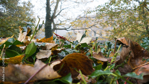 Autumn scene, misty background with brown and green fallen leaves photo