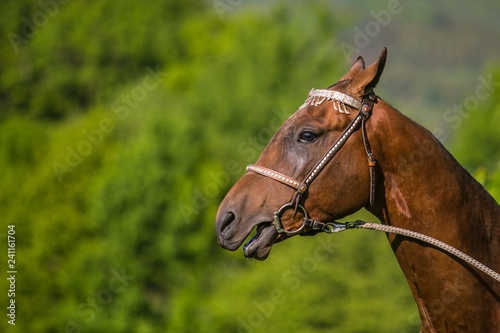 In profile portrait of young brown stallion of Akhal Teke horse breed from Turkmenistan with fancy silver halter on, open mouth, detail of head, sunny day at a farm, blue sky, green background