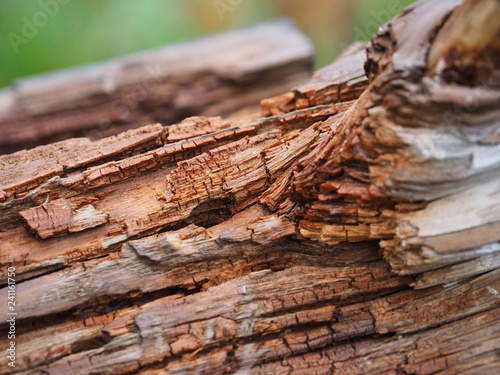 Totholz als Nistplatz für Insekten