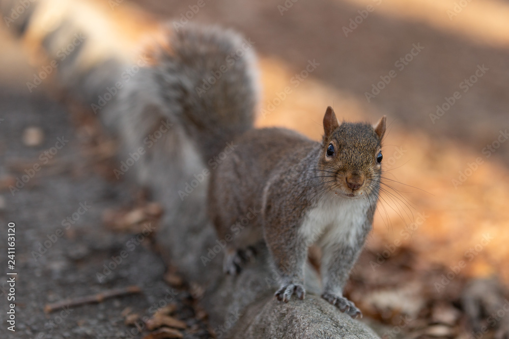 Obraz premium Squirrel in the Central Park