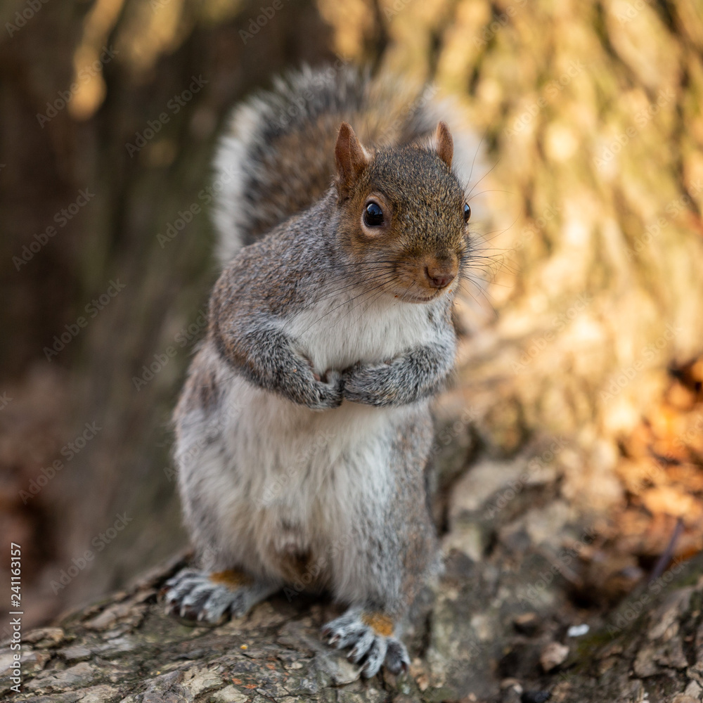 Squirrel in the Central Park Squirrel in the Central Park