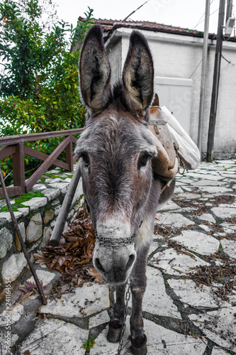 Grey donkey, close up portrait