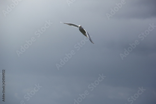 Seagull in flight