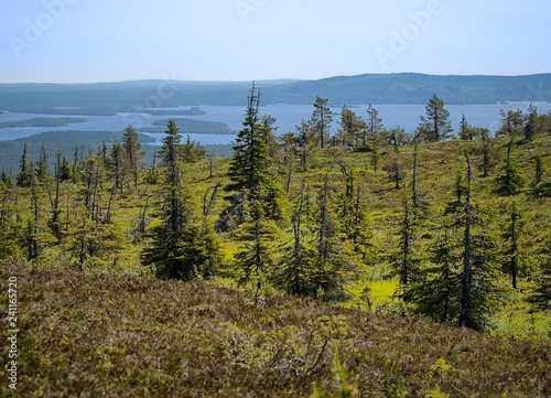 Summer landscape with spruce trees in the wilderness of Riisitunturi national park, a mountain in Lapland in Finland. A distant lake on the background.