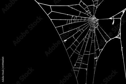 Fotografie Spider web