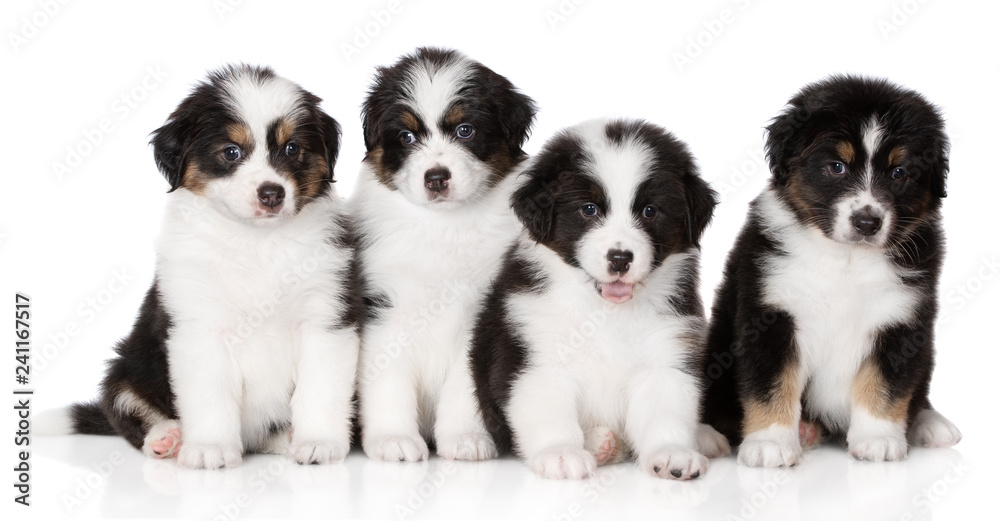 four adorable aussie puppies sitting together on white four adorable aussie puppies sitting together on white