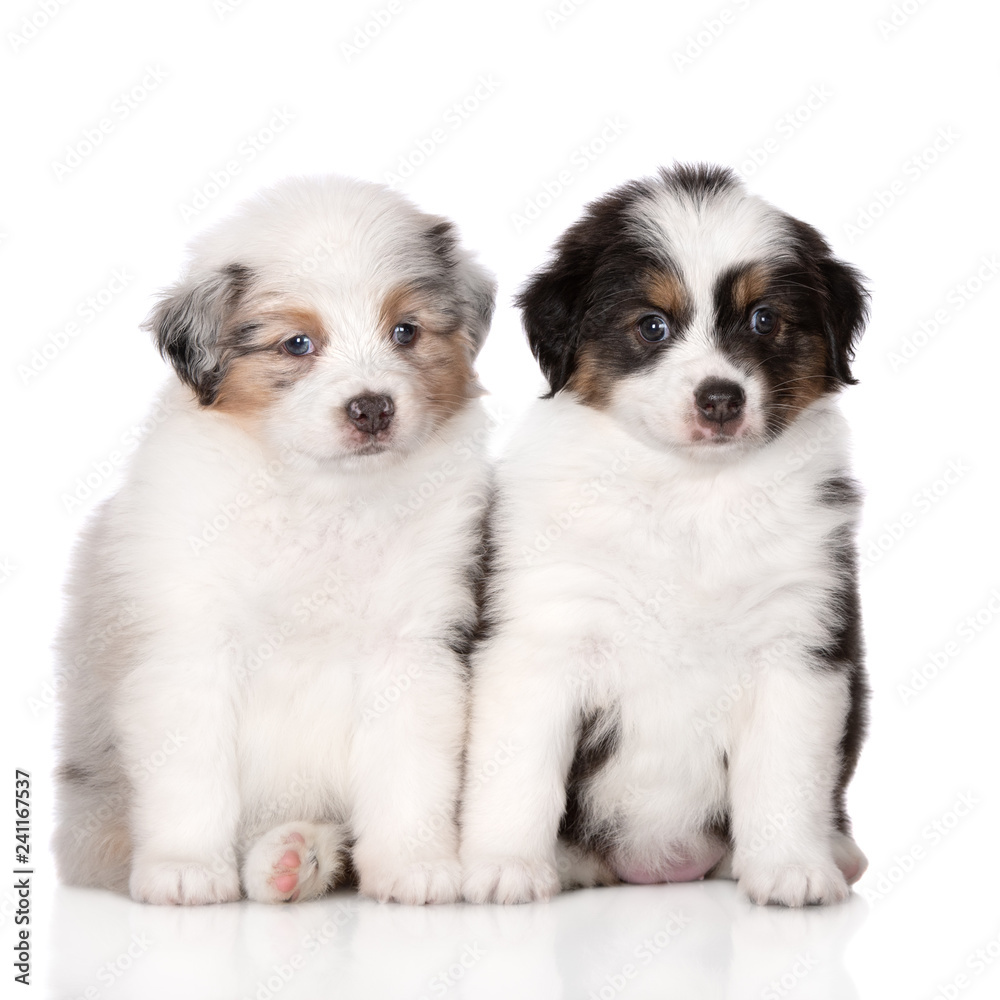 Obraz premium two adorable australian shepherd puppies posing on white