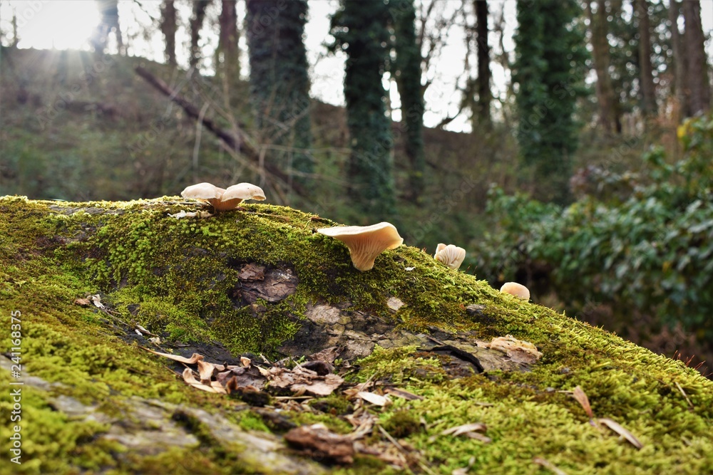 Obraz premium Fungi in the Forest 5