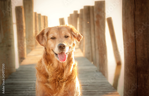 Golden Retriever