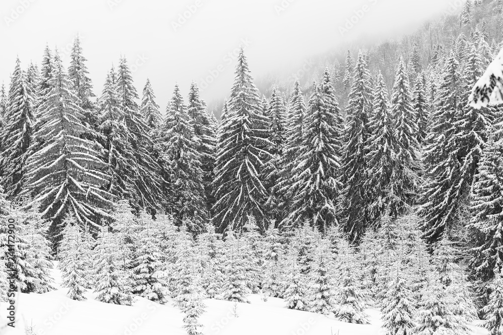 Fototapeta premium Black and white fir forest in winter