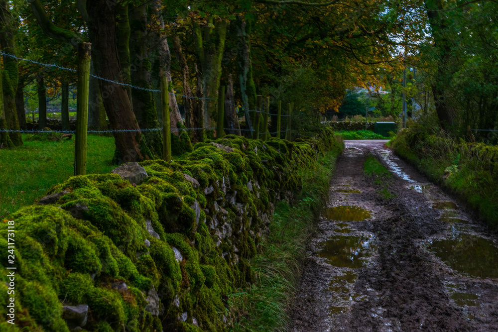Fototapeta premium path in the forest