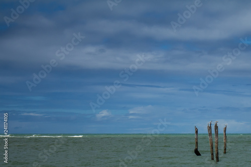 Piles of wood in the sea on which some seagulls rest. © Horacio Selva