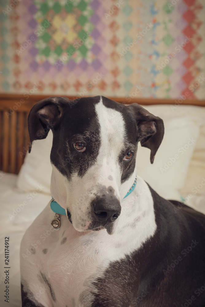 Portrait of a Great Dane dog on a bed with quilt on wall in the background.