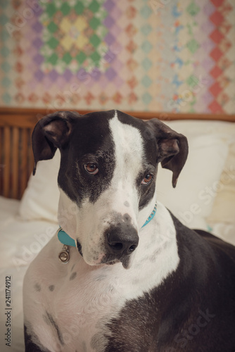 Portrait of a Great Dane dog on a bed with quilt on wall in the background.