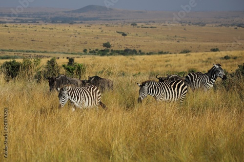 Wandering plains zebras in the Masai Mara
