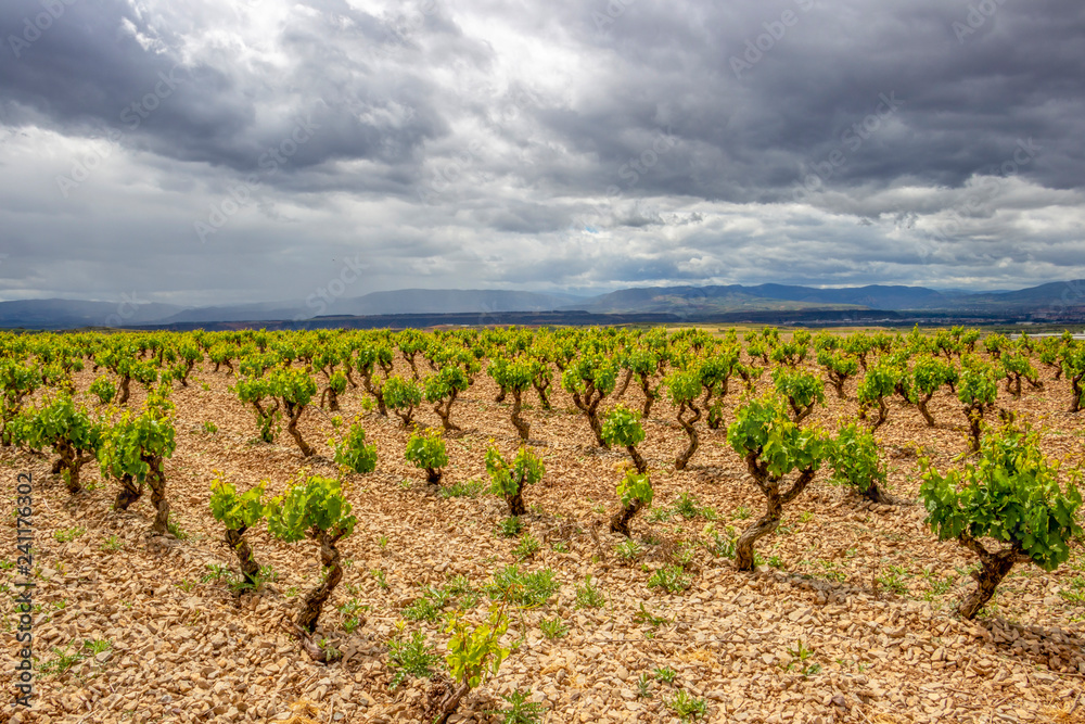 Scenic overcast agricultural landscape with vineyards in the foreground, in Navarre, Spain, route Torres del Rio-Viana