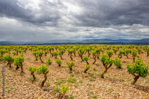 Tableau sur toile Scenic overcast agricultural landscape with vineyards in the foreground, in Nava