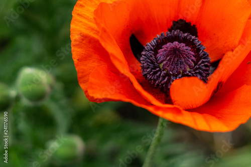 Red poppy in the garden with green background.