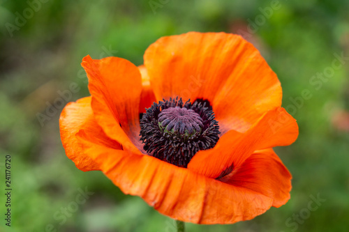 Red poppy in the garden with green background.