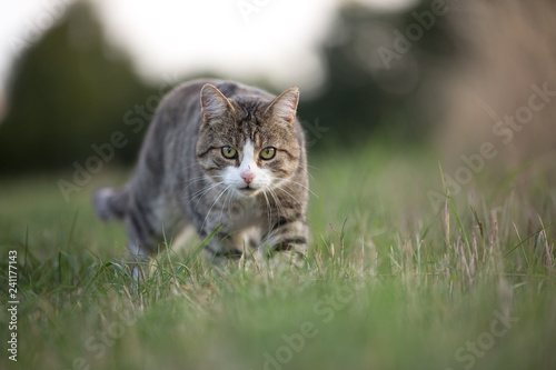 Katze bei der Jagd © Nadine Haase