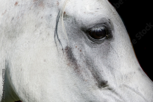 Pferdeauge   © Nadine Haase