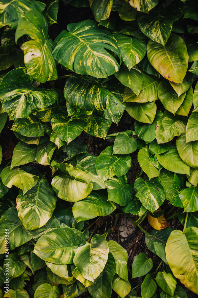 Fototapeta premium background of green leaves