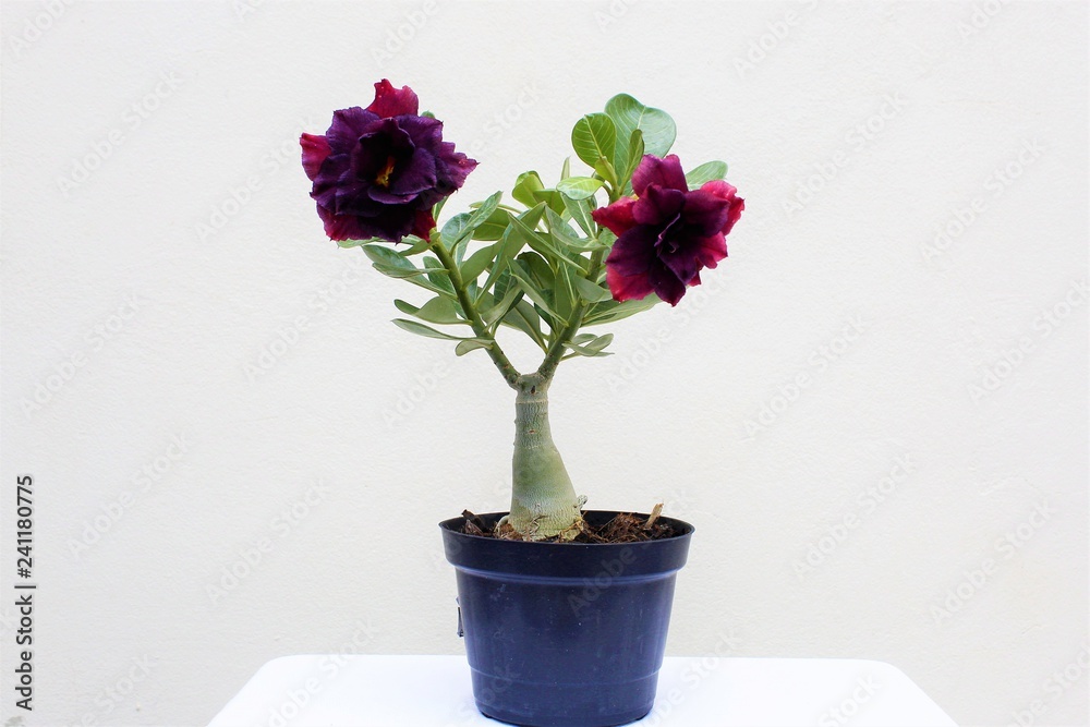 Vaso de Rosa-do-Deserto Preta. Stock Photo | Adobe Stock
