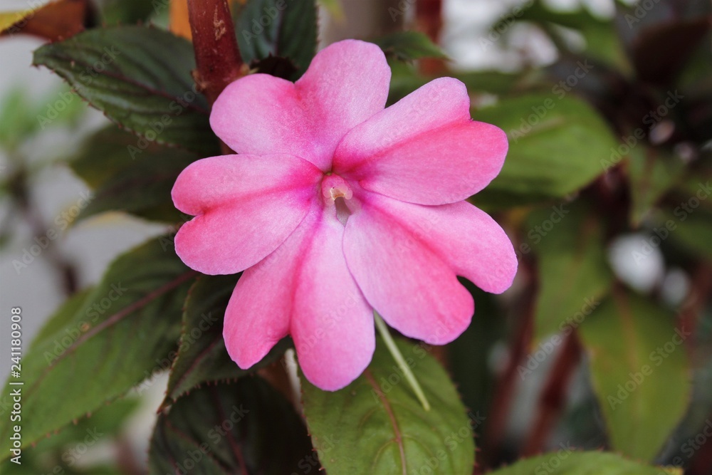 Flor SunPatiens Rosa Flor SunPatiens Rosa