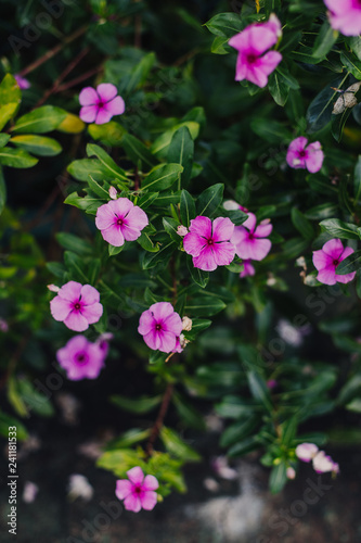 pink flowers in the garden