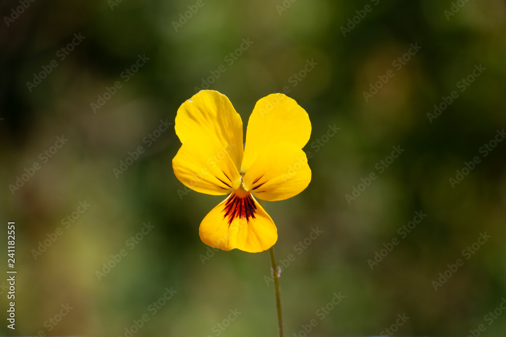 Obraz premium yellow flower background